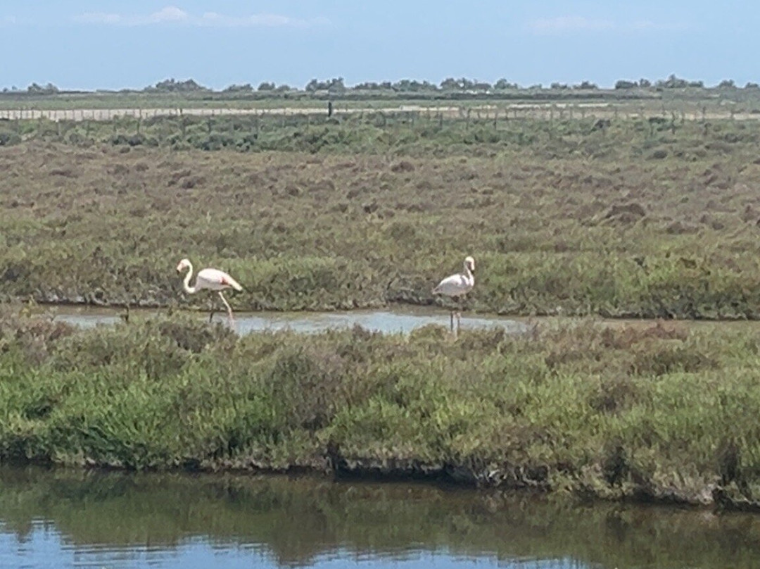 Le Petit Train Camarguais-滨海圣玛丽必去景点