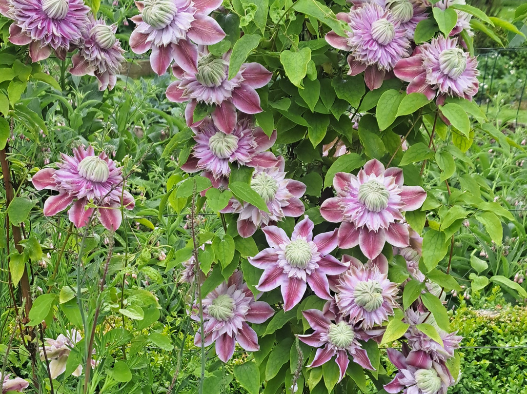 Woodville Walled Garden-Kilchreest必去景点
