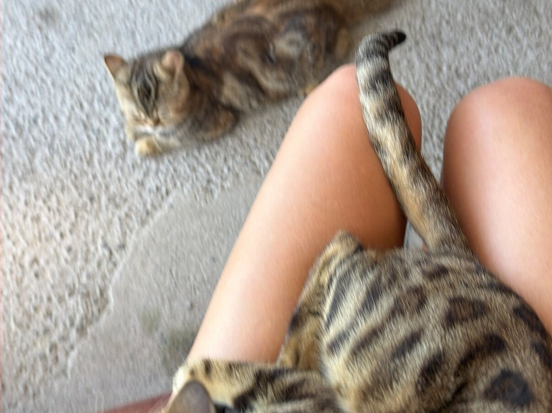 Cat Island Lembongan-蓝梦岛必去景点