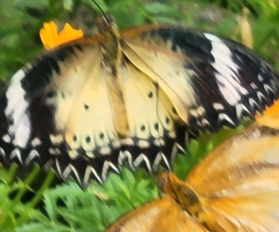 Krohn Conservatory-辛辛那提必去景点