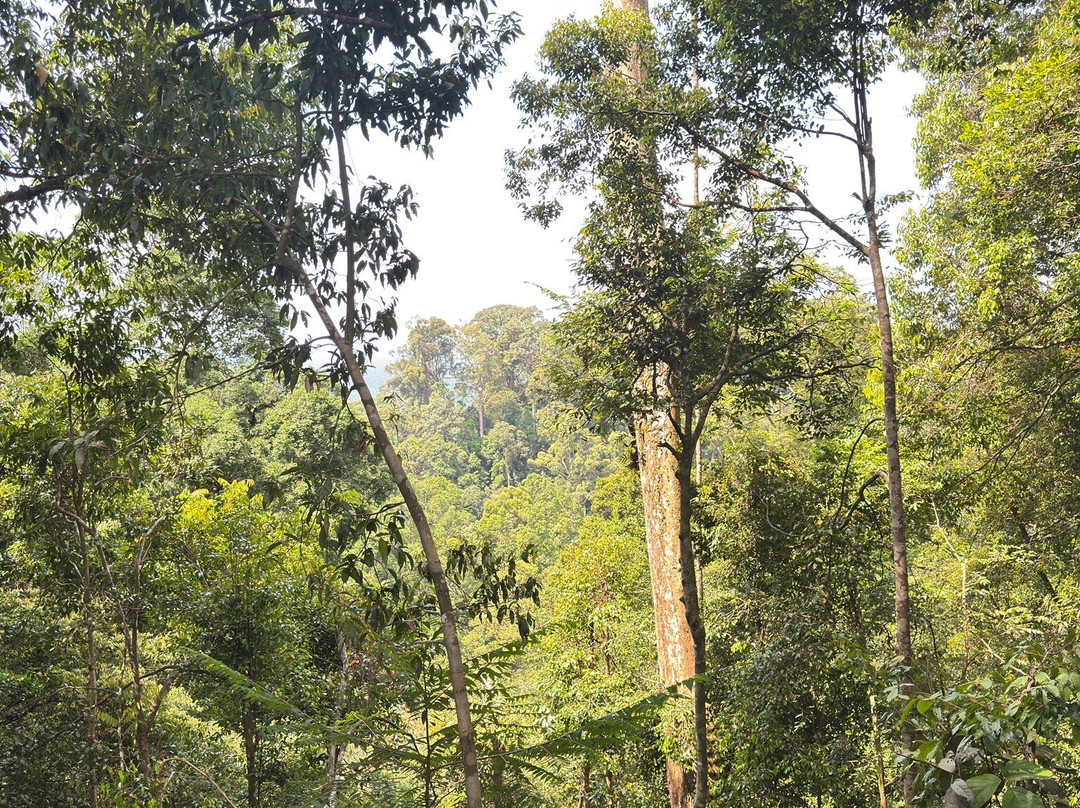 EcoTravel Bukit Lawang - Tours & Treks-武吉拉旺必去景点