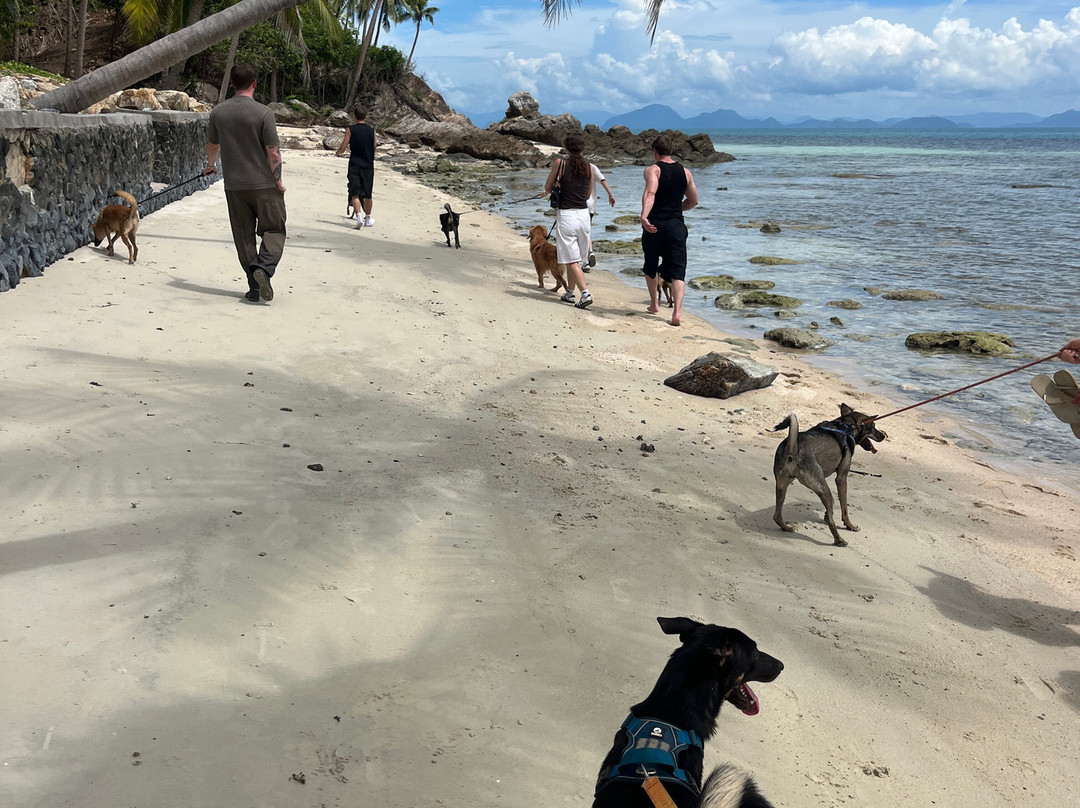 Dog and Cat Rescue Samui Foundation