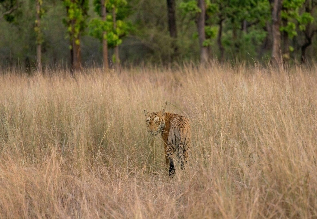 Kishanpur Wildlife Sanctuary-Bhira必去景点