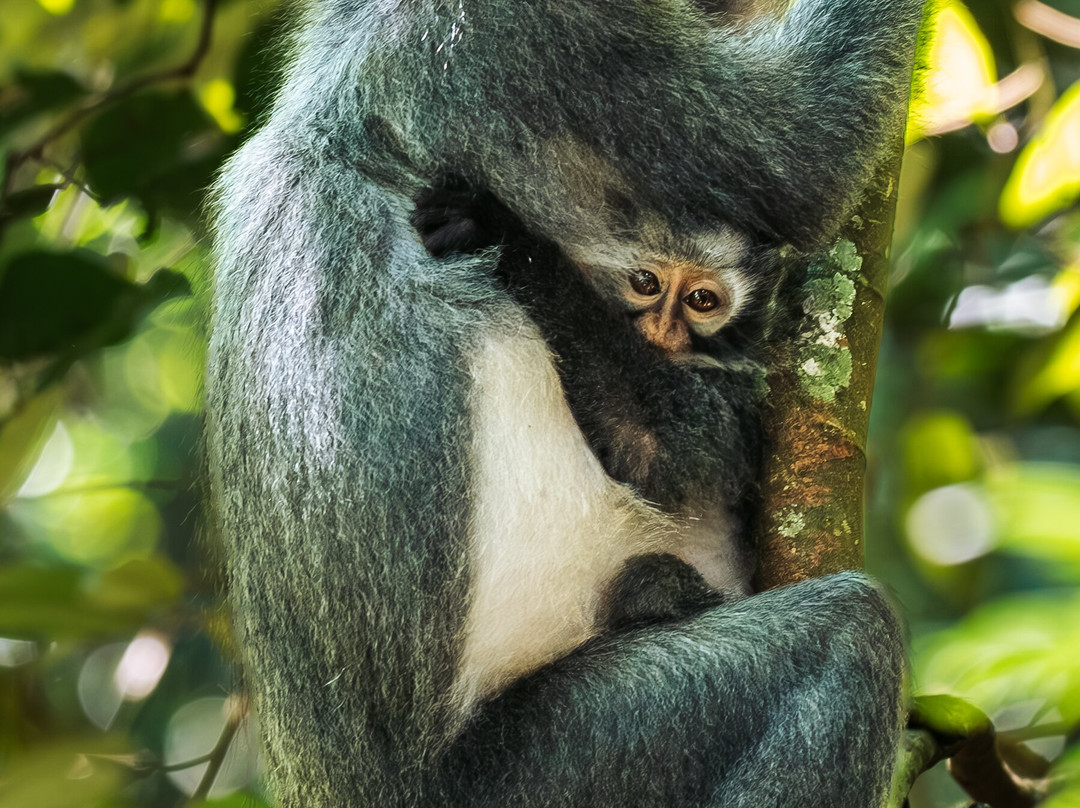 Rudy Ketambe Sumatra Jungle Trekking-Ketambe必去景点