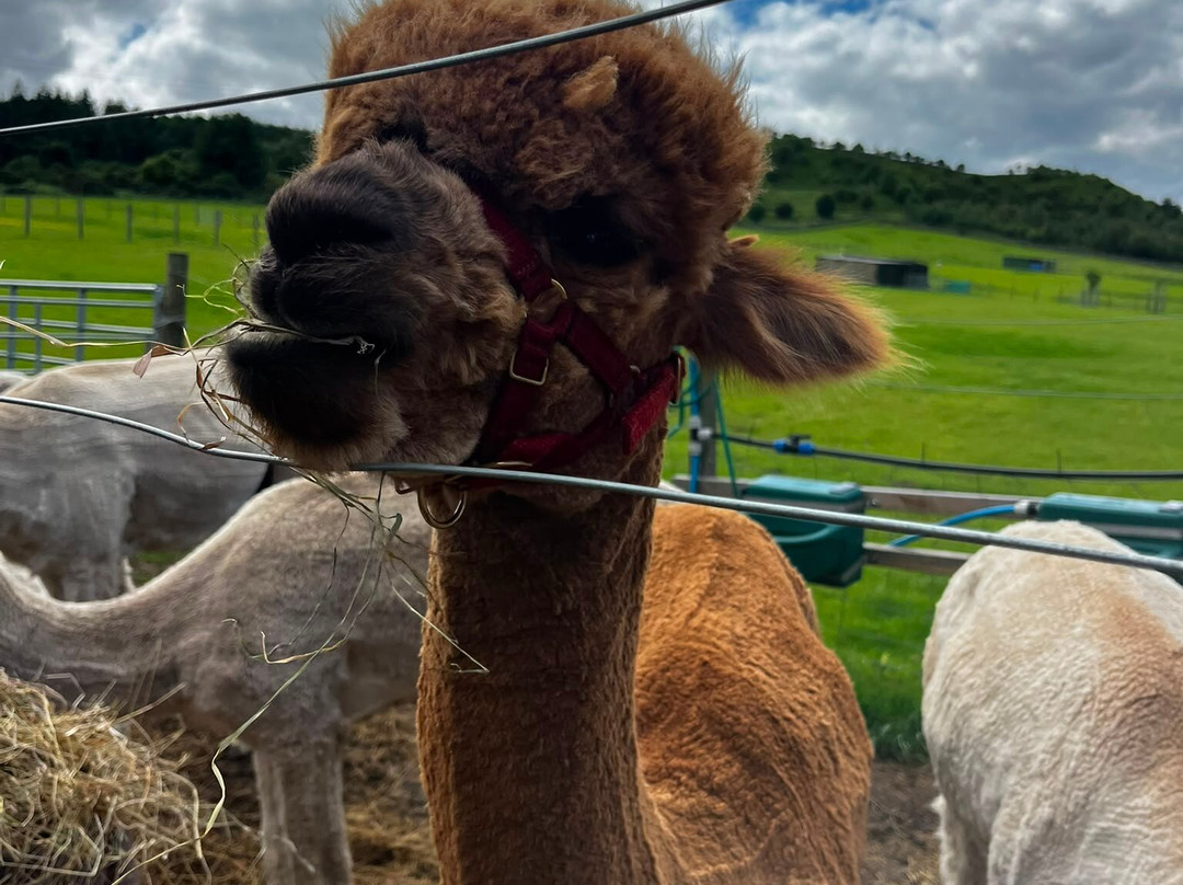 BobCat Alpacas-爱丁堡必去景点
