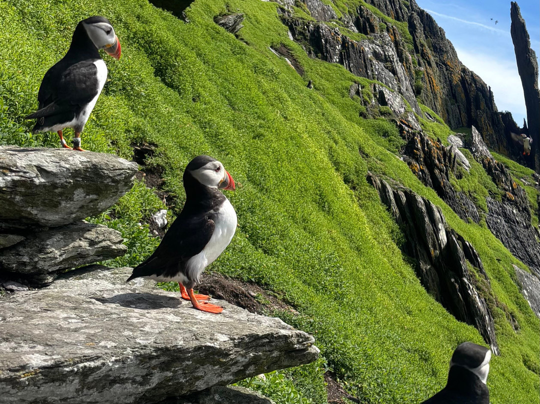 Skellig Falcon-Ballinskelligs必去景点