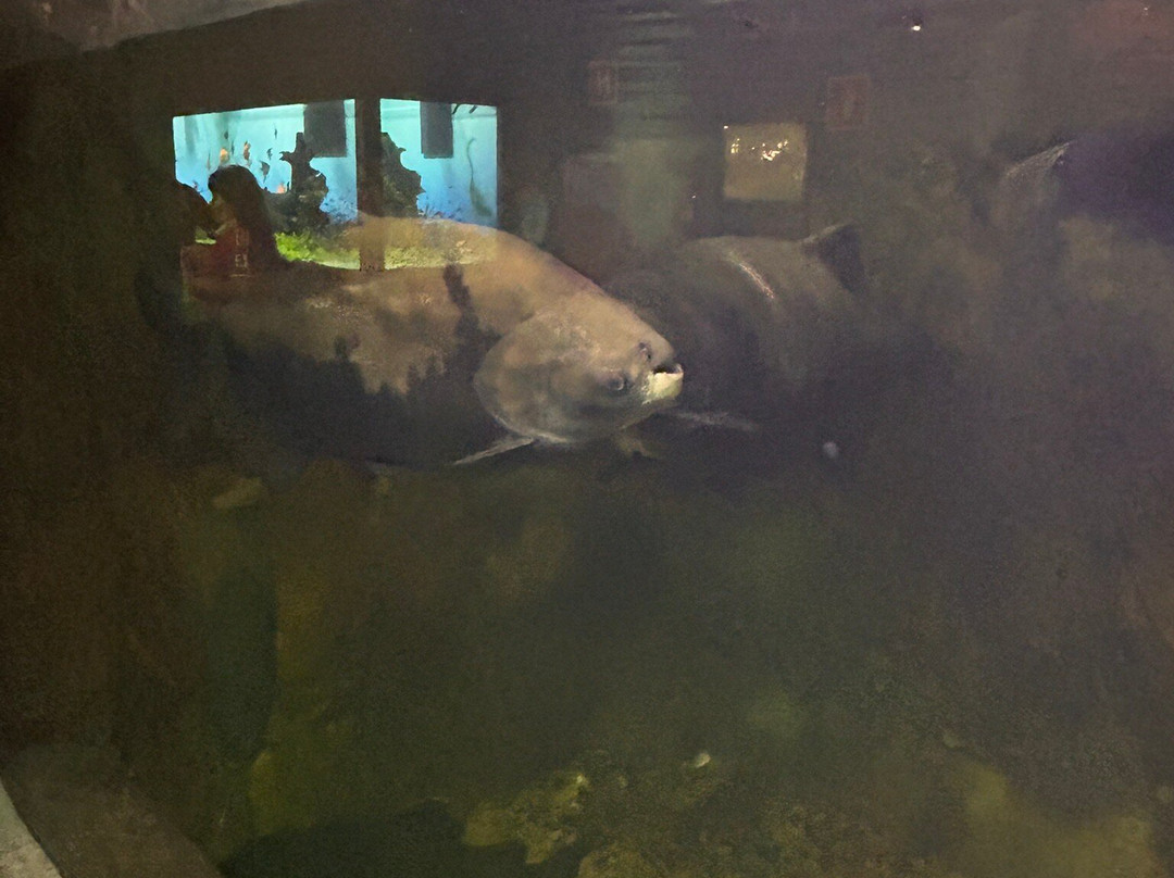 Oceanic Aquarium-康泊琉海水浴场必去景点