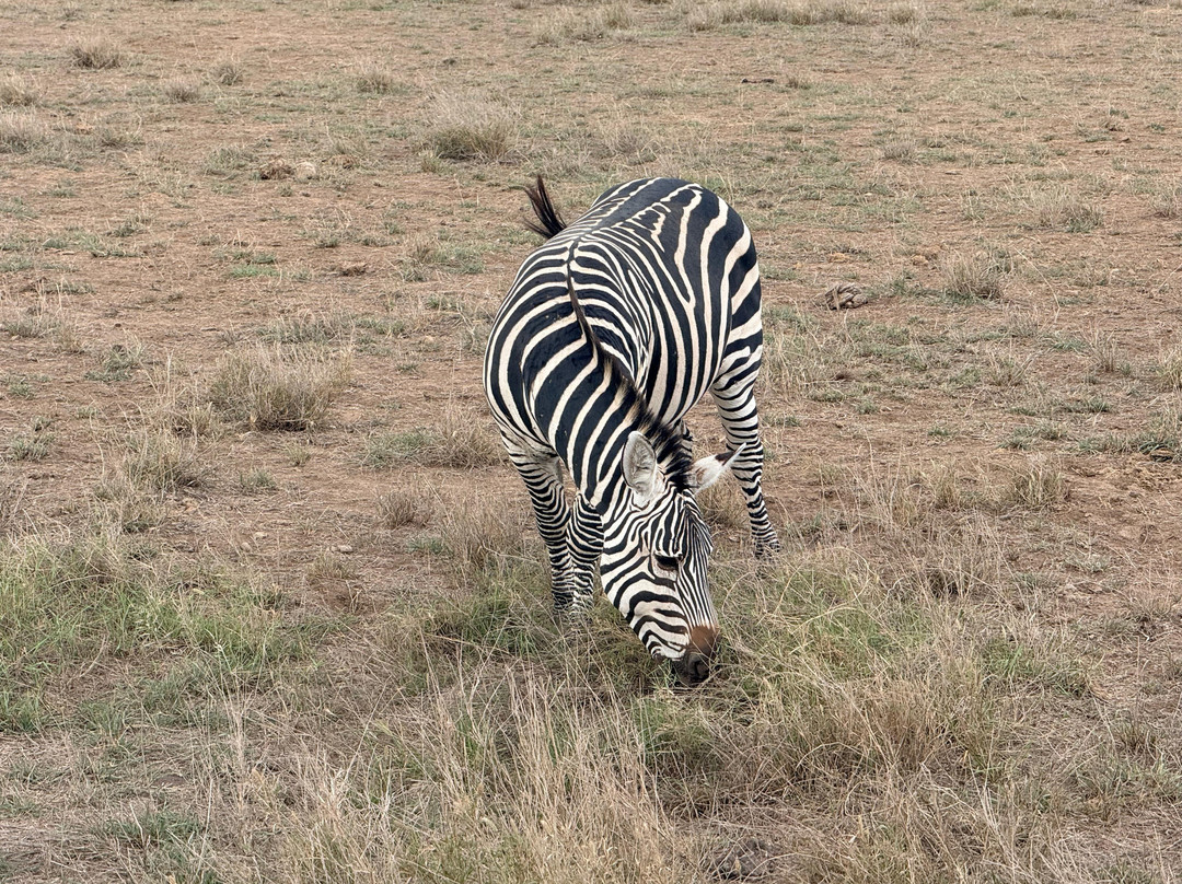 Tsavo Travel & Safaris-内罗毕必去景点