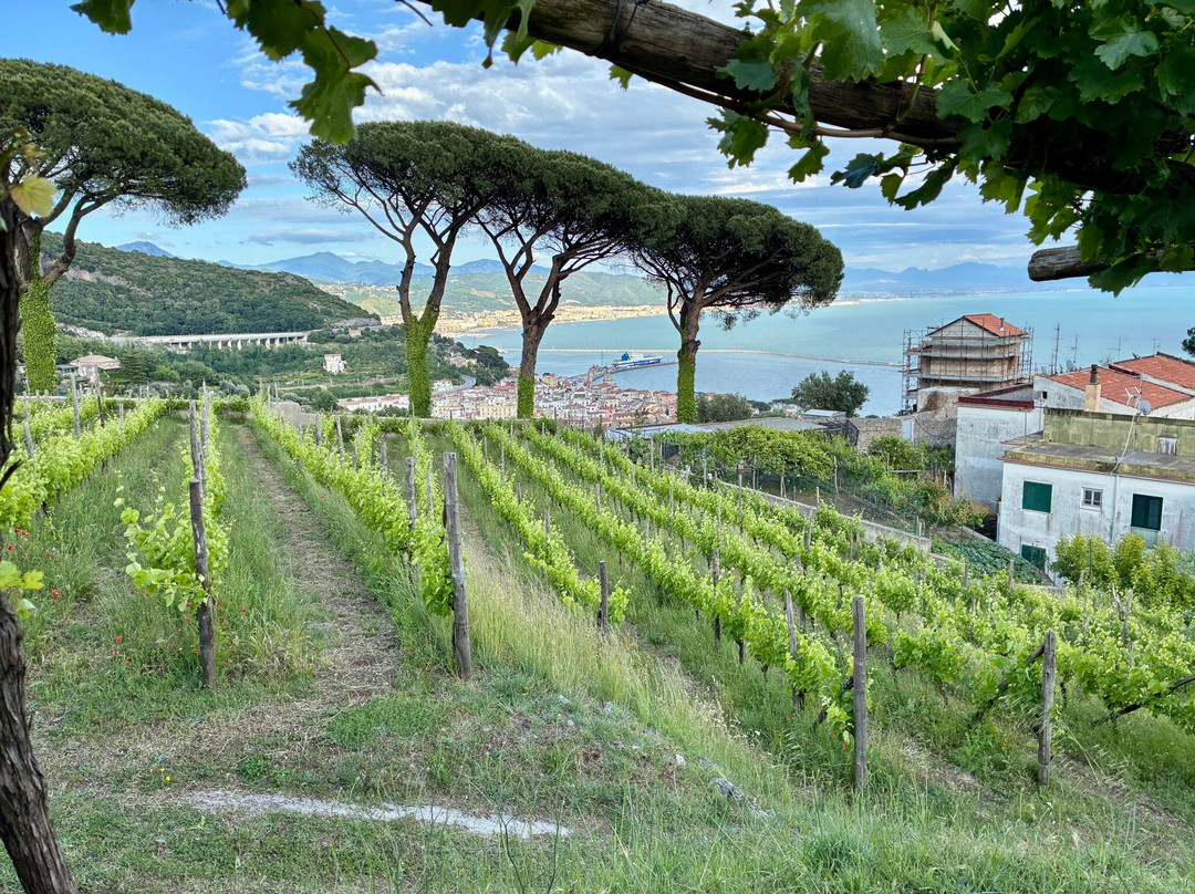 Le Vigne di Raito-Raito必去景点