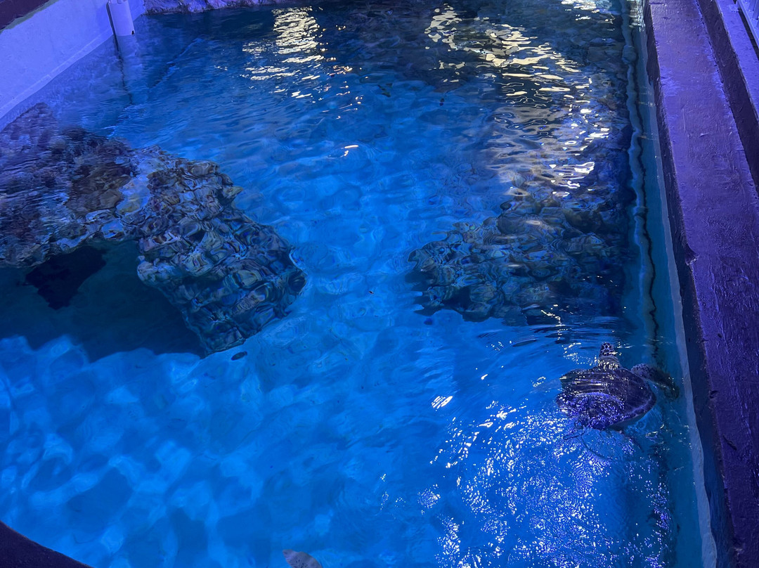 Clearwater Marine Aquarium-克利尔沃特必去景点
