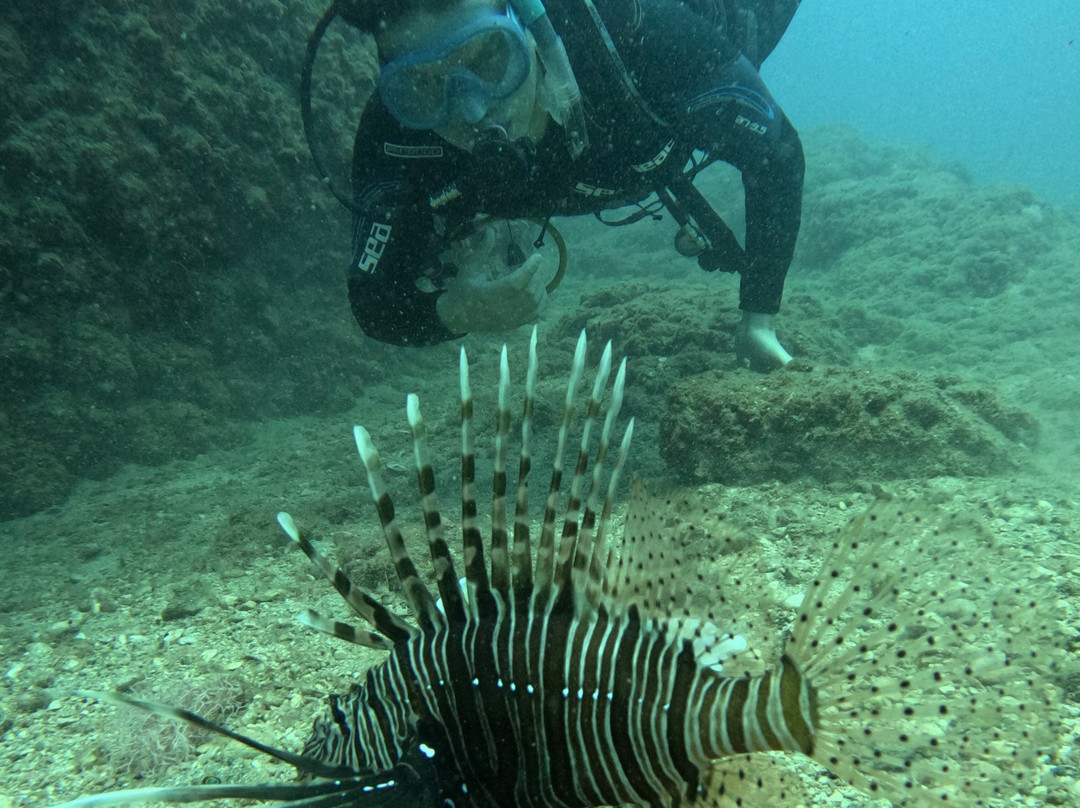 Octopus Diving Center-凯梅尔必去景点