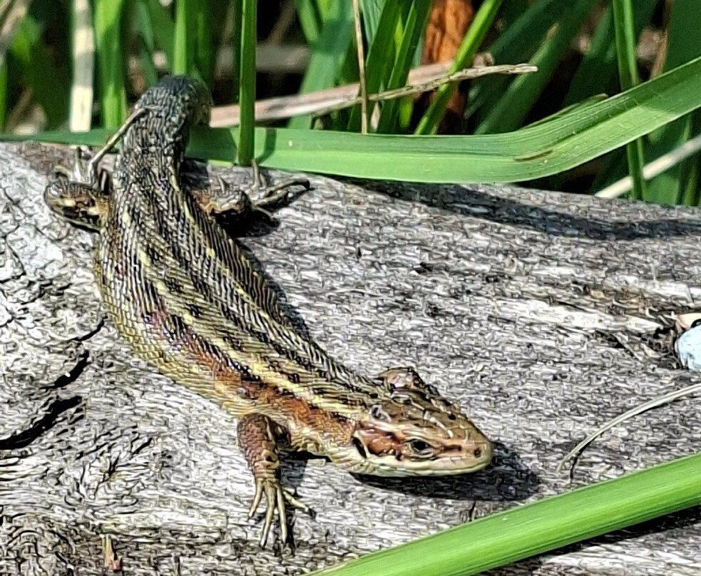 Foulshaw Moss Nature Reserve-肯德尔必去景点
