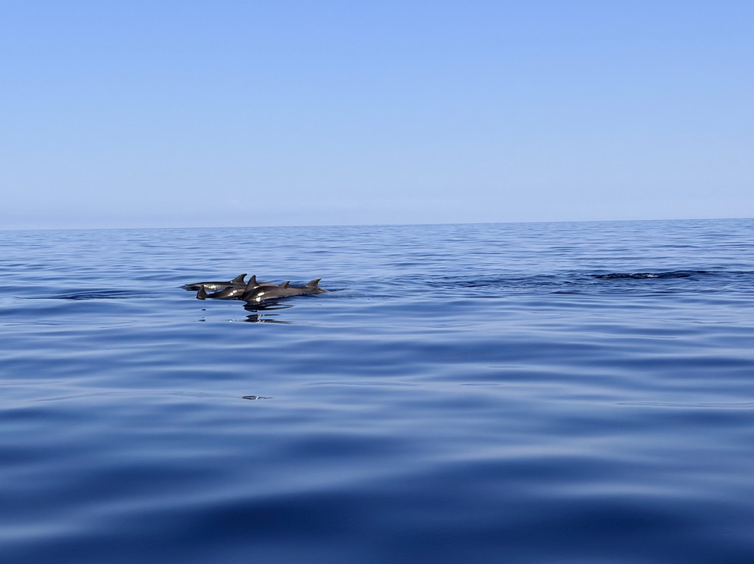 Dolphin Tours Istria-冯塔纳必去景点