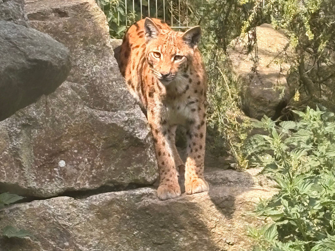 Newquay Zoo-纽奎必去景点
