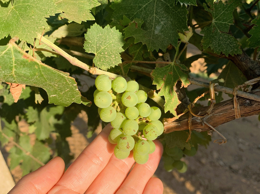 cantina rigàtteri-Santa Maria La Palma必去景点
