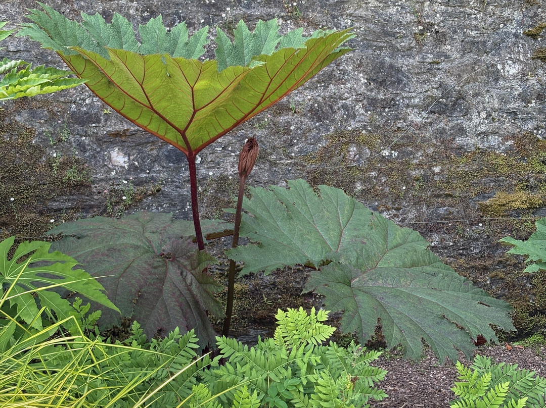 Overbecks Garden-Salcombe必去景点