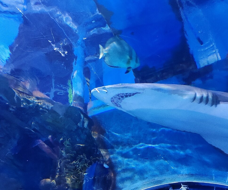 Tropicarium-Oceanárium-布达佩斯必去景点