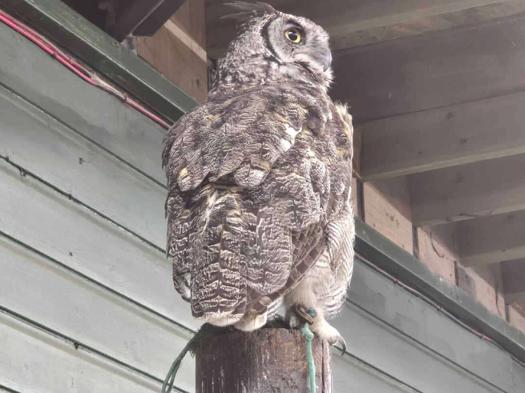 Scottish Owl Centre-Whitburn必去景点