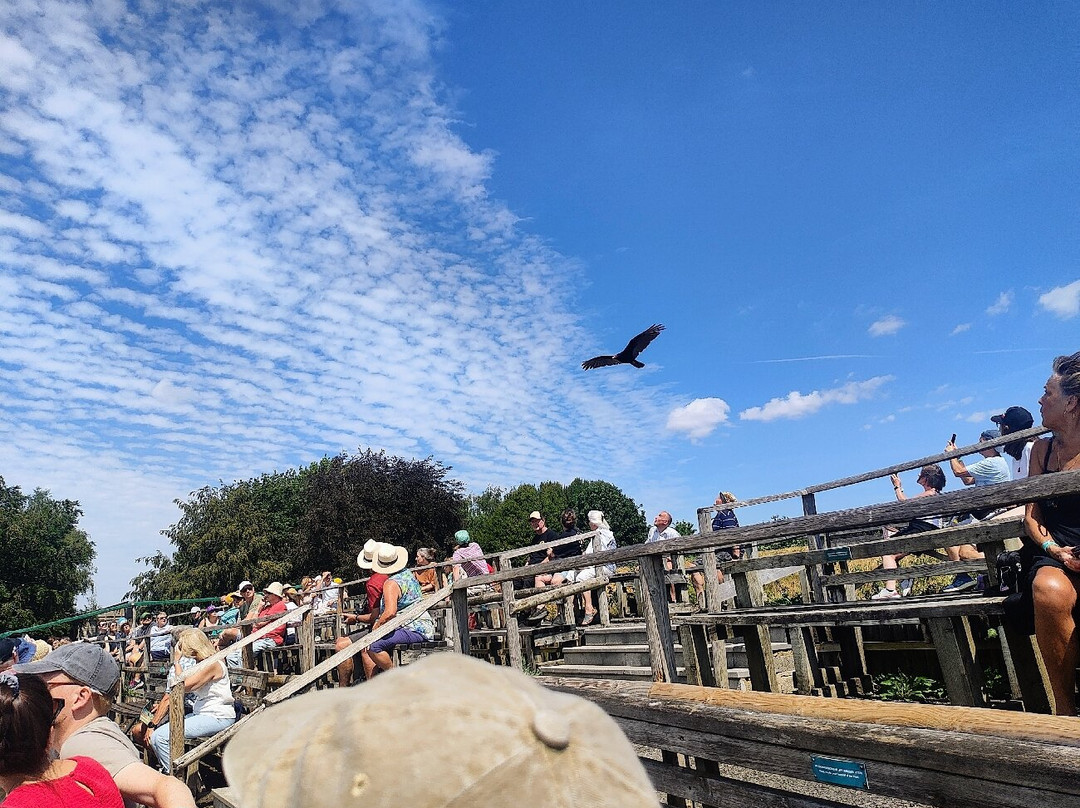 Hawk Conservancy Trust Bird of Prey Centre-Andover必去景点