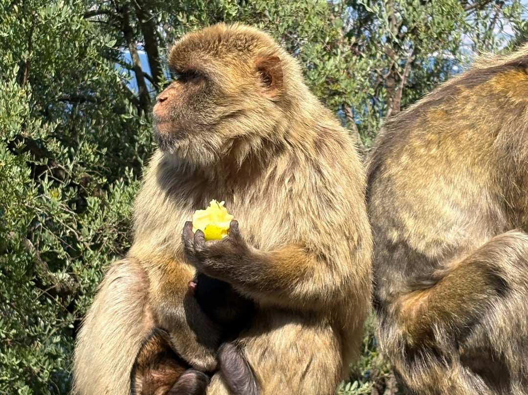 Gibraltar Upper Rock Nature Reserve-直布罗陀必去景点