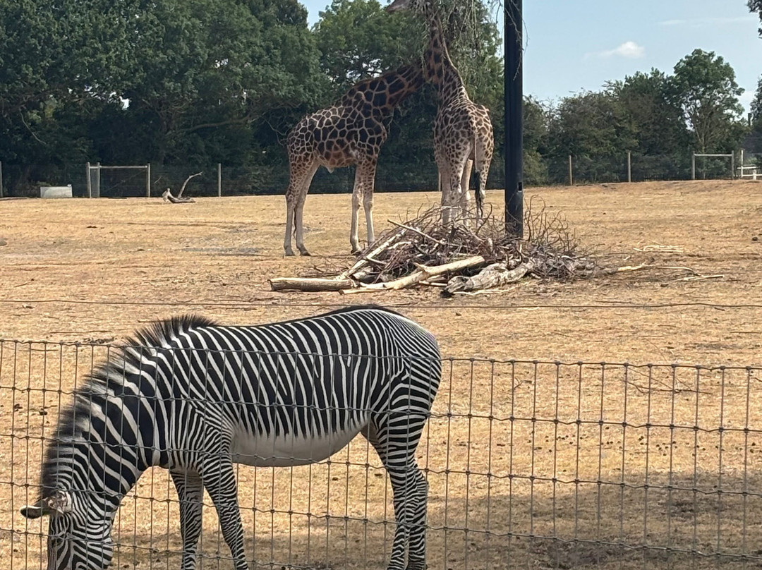 Yorkshire Wildlife Park-Auckley必去景点