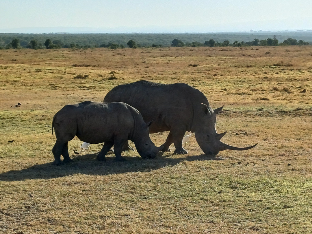 Ol Pejeta Conservancy-Laikipia County必去景点