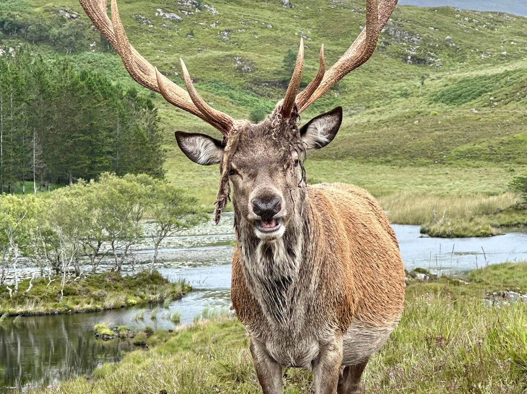 Reraig Forest-Strathcarron必去景点
