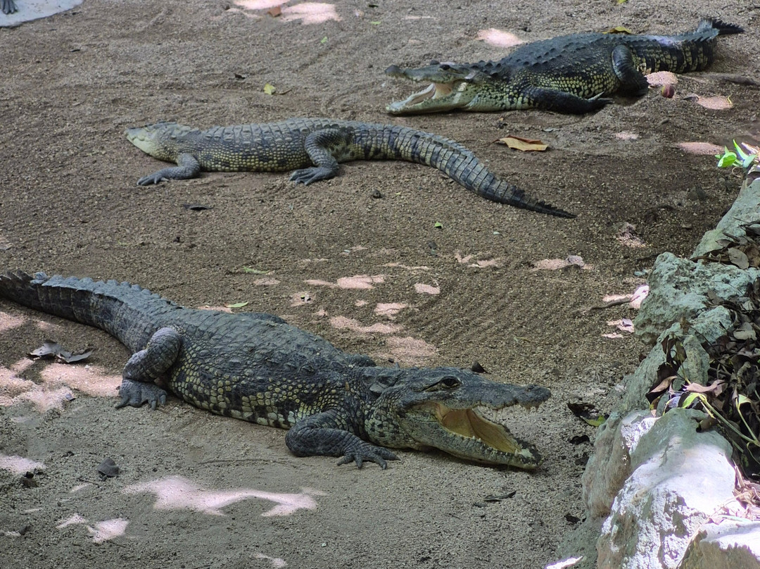 Croco Cun Zoo-从莫雷洛斯港必去景点