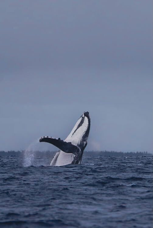 Majestic Whale Encounters-Foa Island必去景点