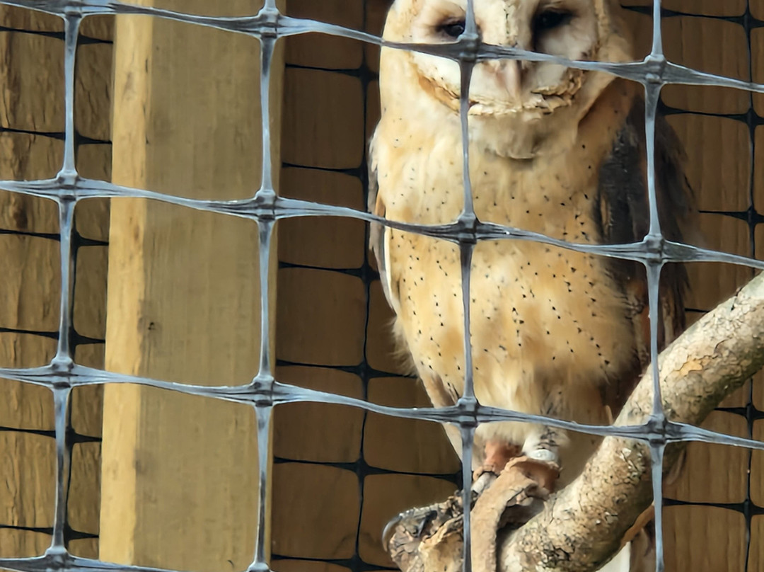 York Bird of Prey Centre-伊辛瓦必去景点
