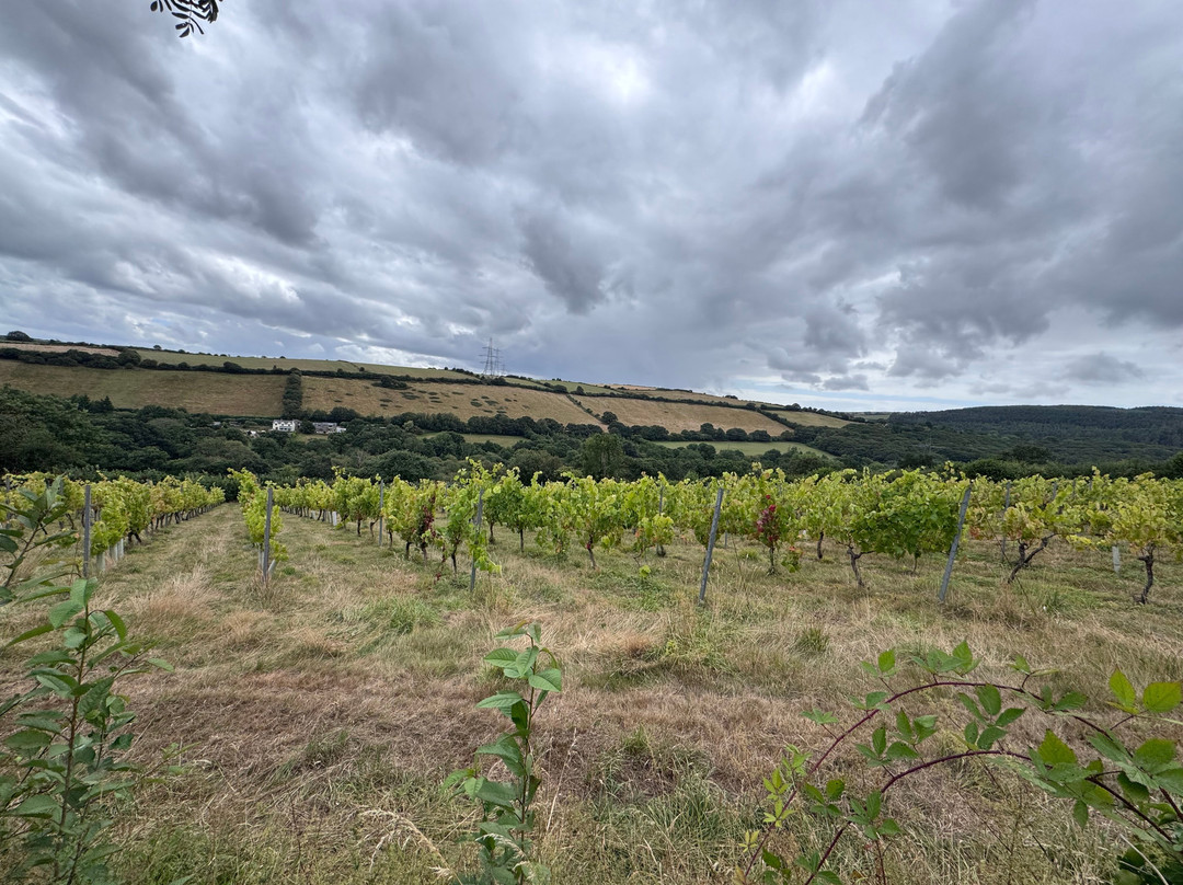 Camel Valley Vineyard-博德明必去景点