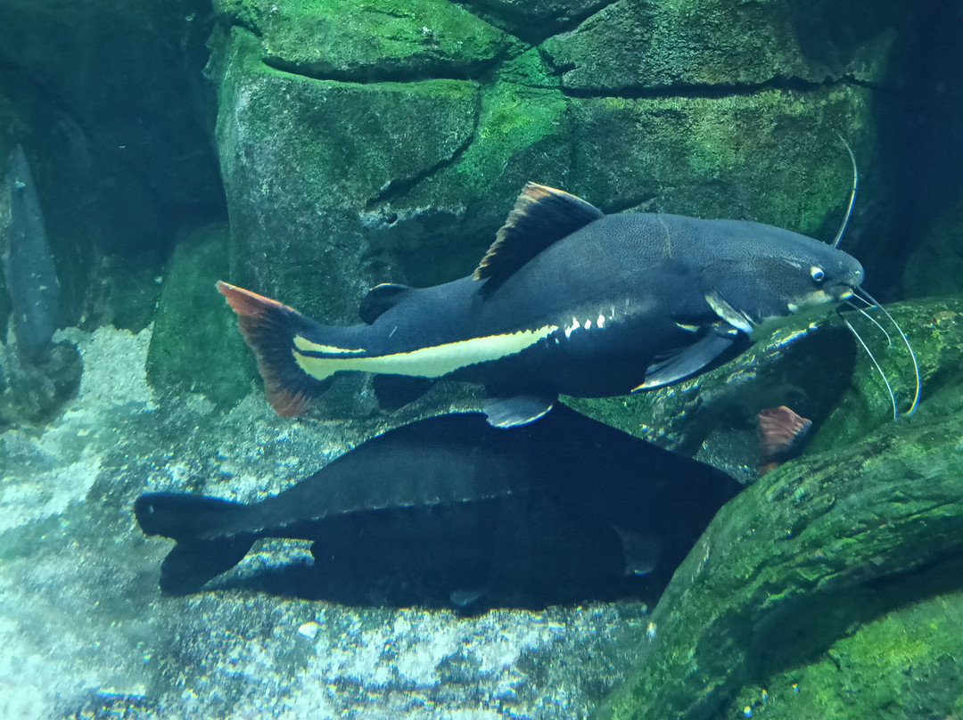 The National Aquarium Abu Dhabi-阿布扎比必去景点