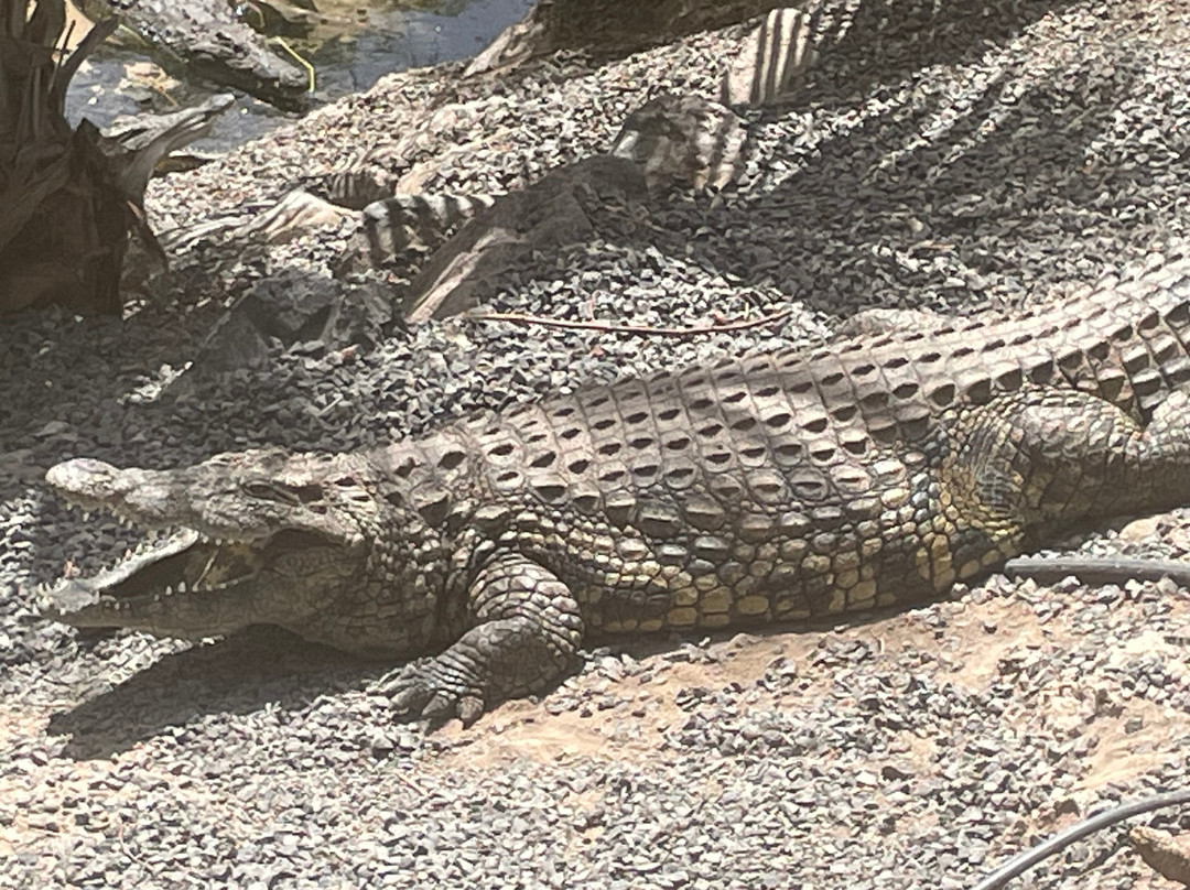 Oasis Park Fuerteventura-La Lajita必去景点