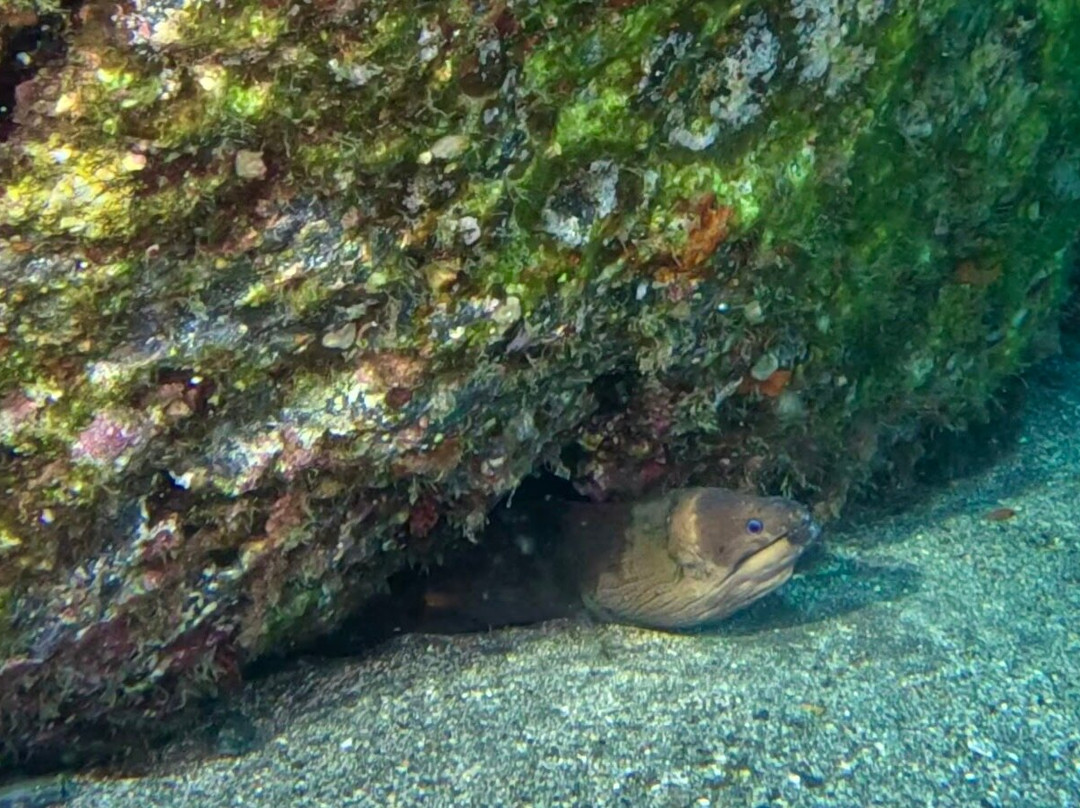 Atalaia Diving Center-Canico必去景点