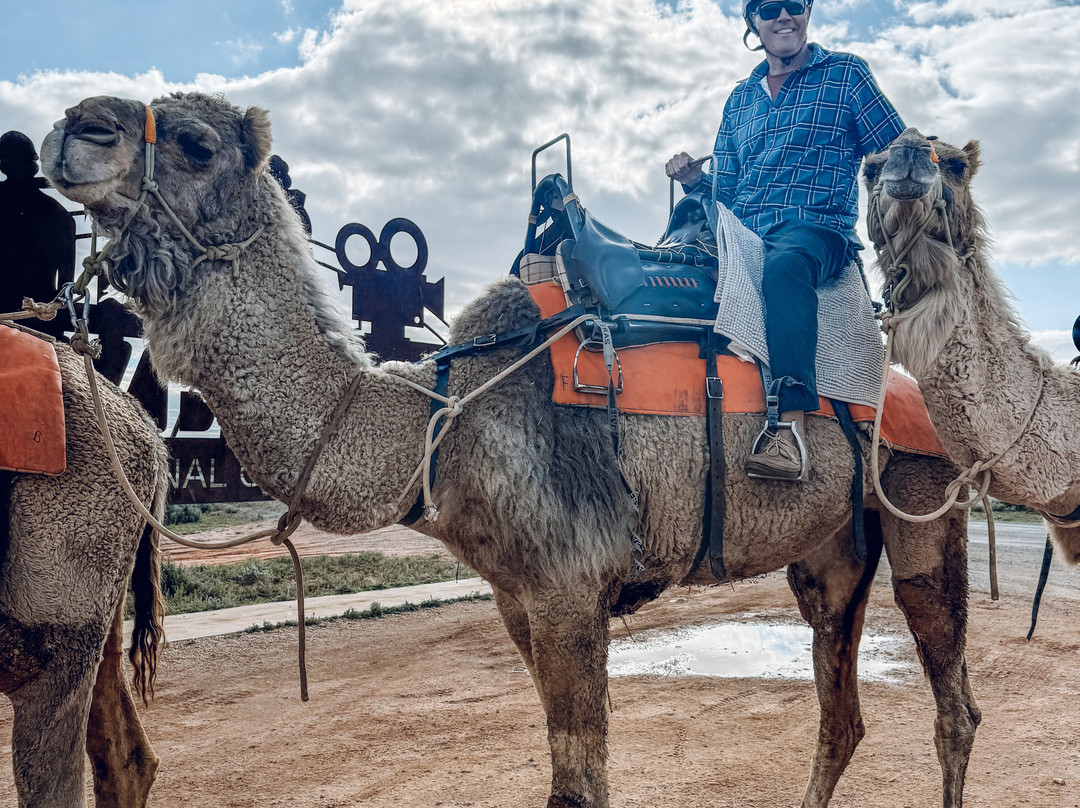 Silverton Outback Camels-Silverton必去景点