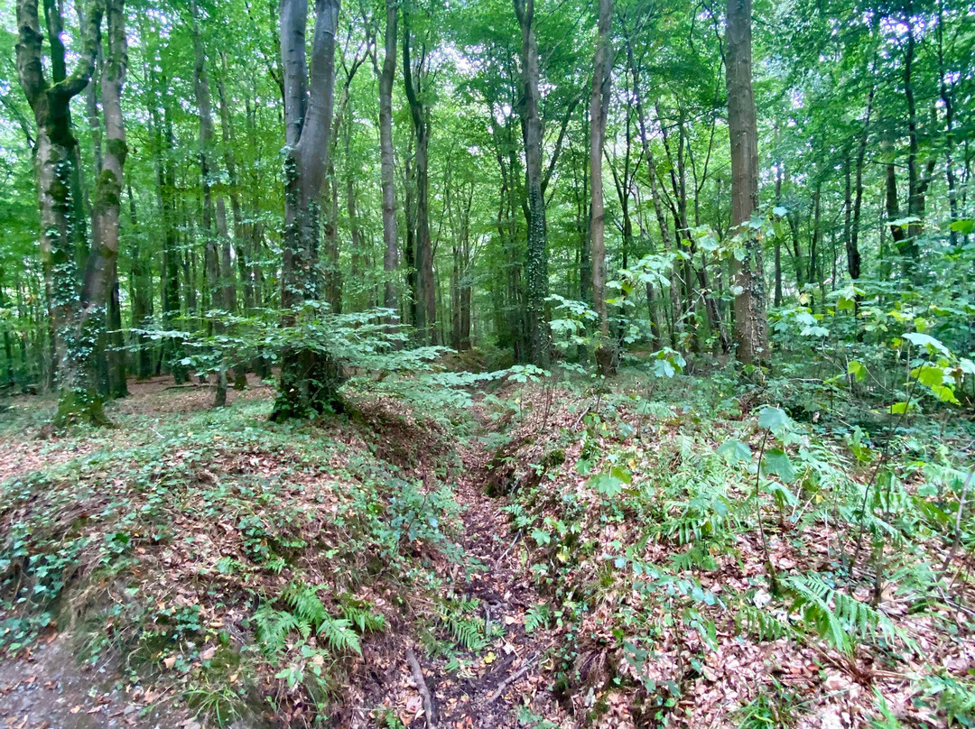 Gosford Forest Park-阿尔马必去景点