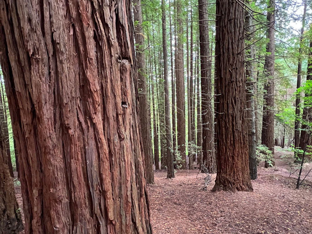 Natural Monument of the Sequoias of Monte Cabezón-Cabezon de la Sal必去景点