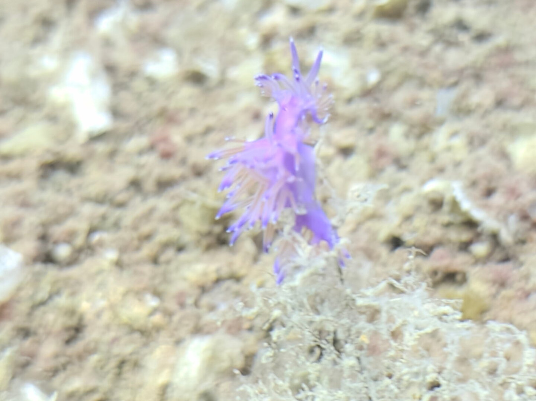 Pro Dive (Ex Blue Thunder Diving)-利马索尔必去景点