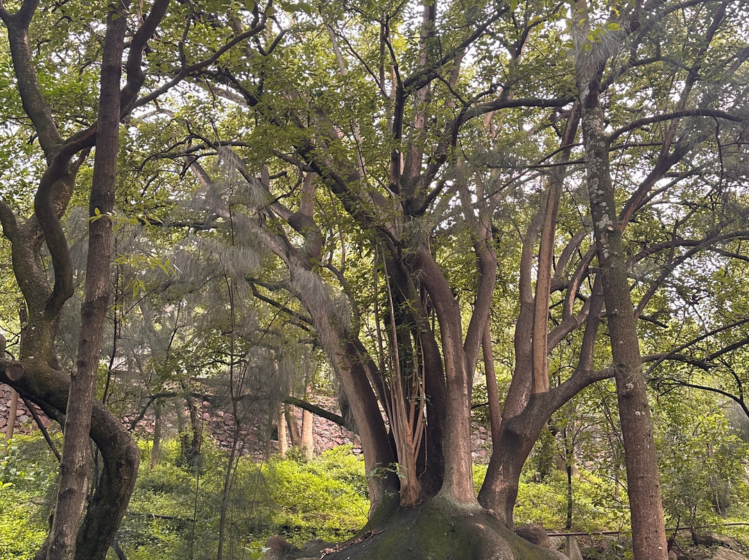 Chapultepec Forest-墨西哥城必去景点