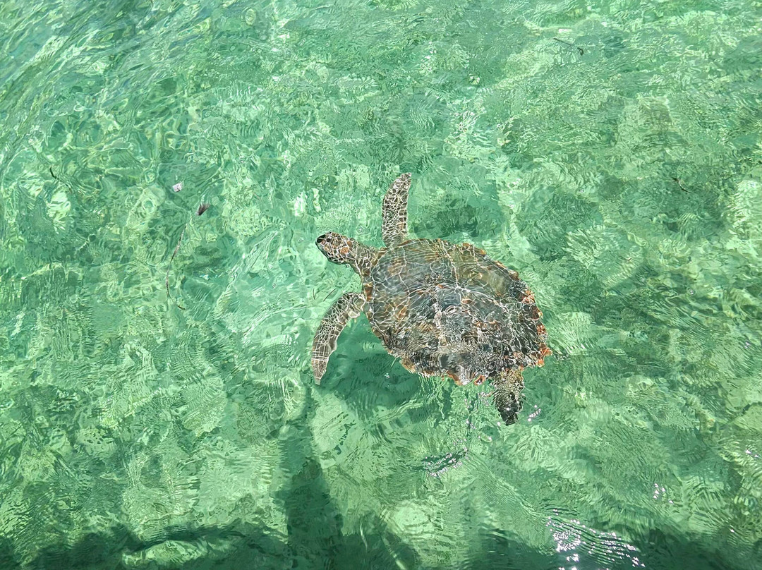 Brendal's Dive Center-Green Turtle Cay必去景点