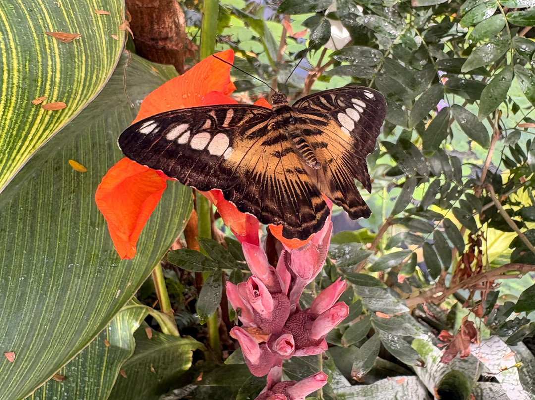 Stratford Butterfly Farm-埃文河畔斯特拉特福必去景点