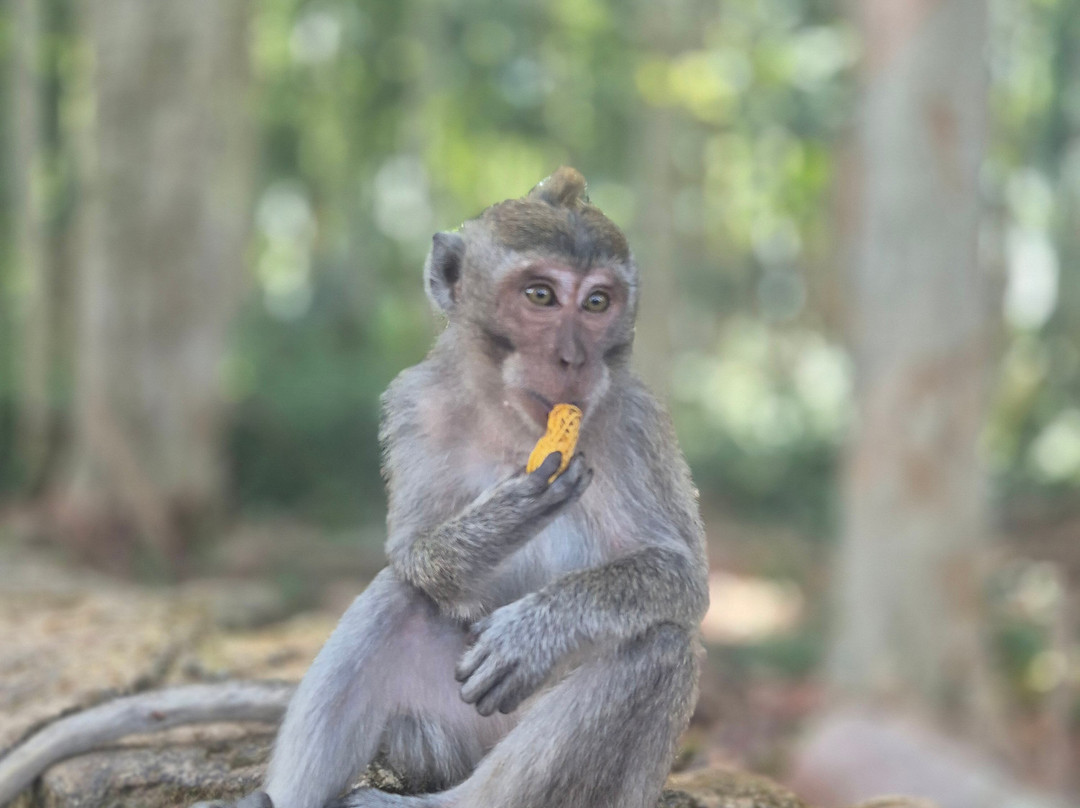 Sangeh Monkey Forest-Sangeh必去景点