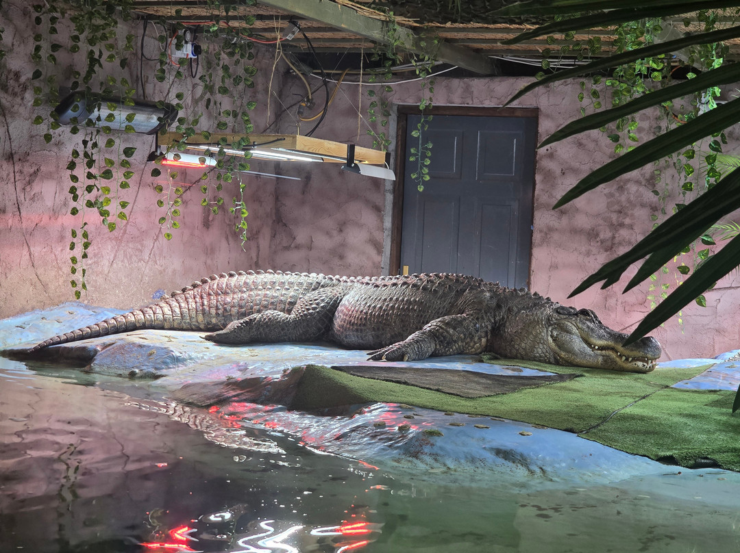 The National Reptile Zoo-基尔肯尼必去景点