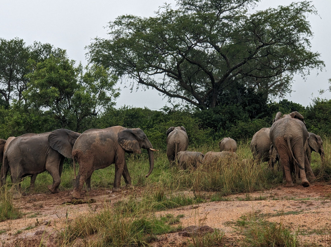 Murchison Falls National Park-马辛迪必去景点