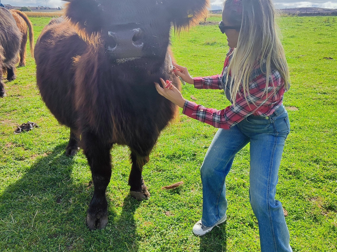 Newton Farm Holidays & Tours主图