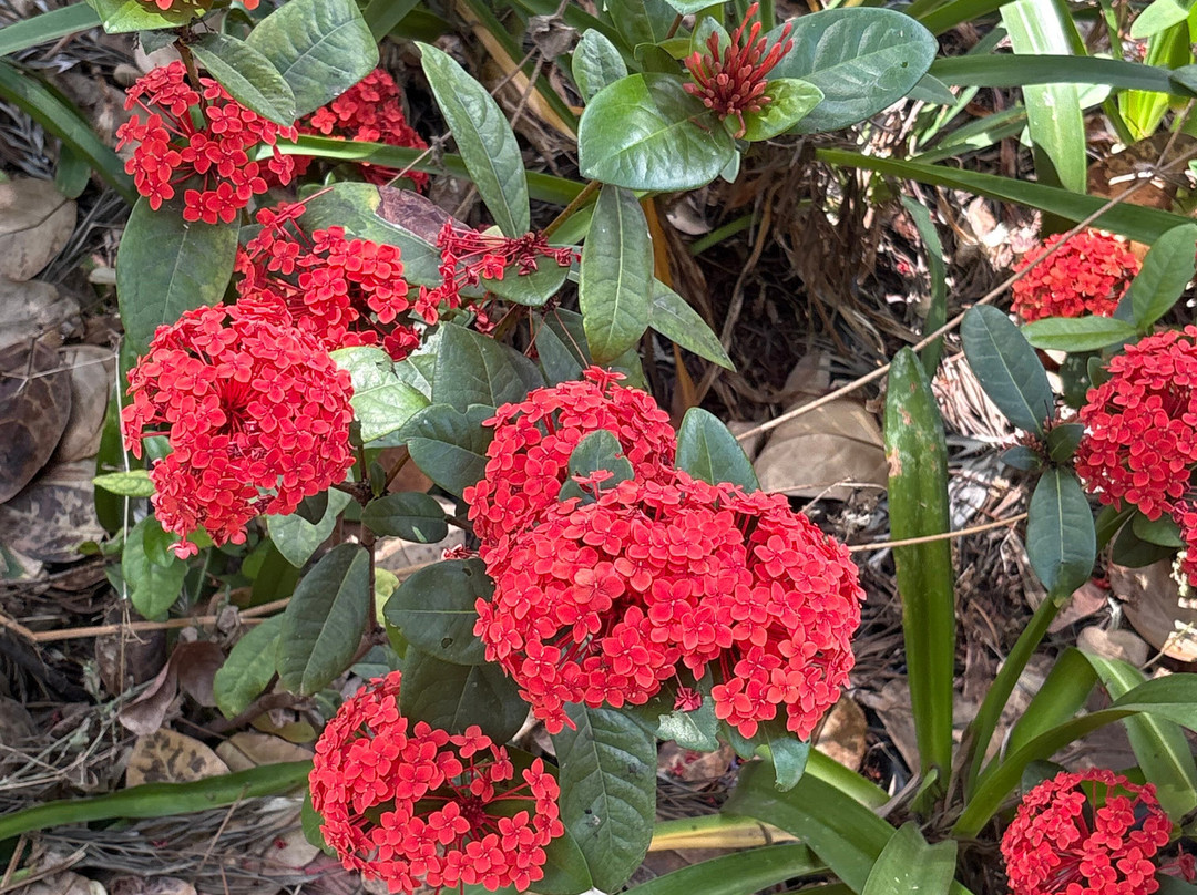 Jardines de la Marquesa-Arucas必去景点