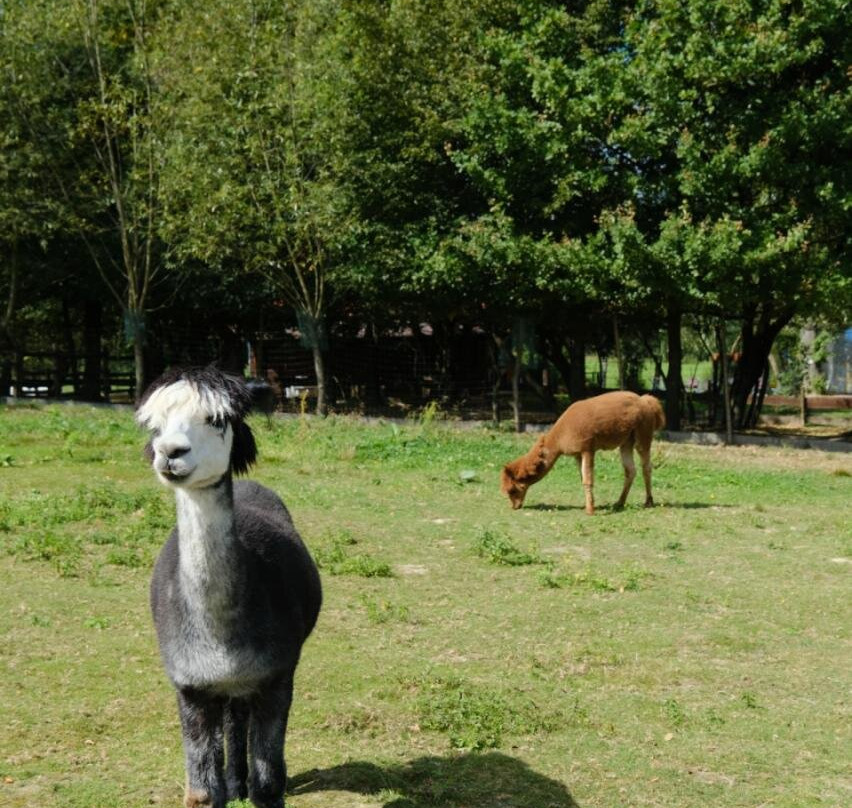 Alpaca Home-Krzyszkowice必去景点