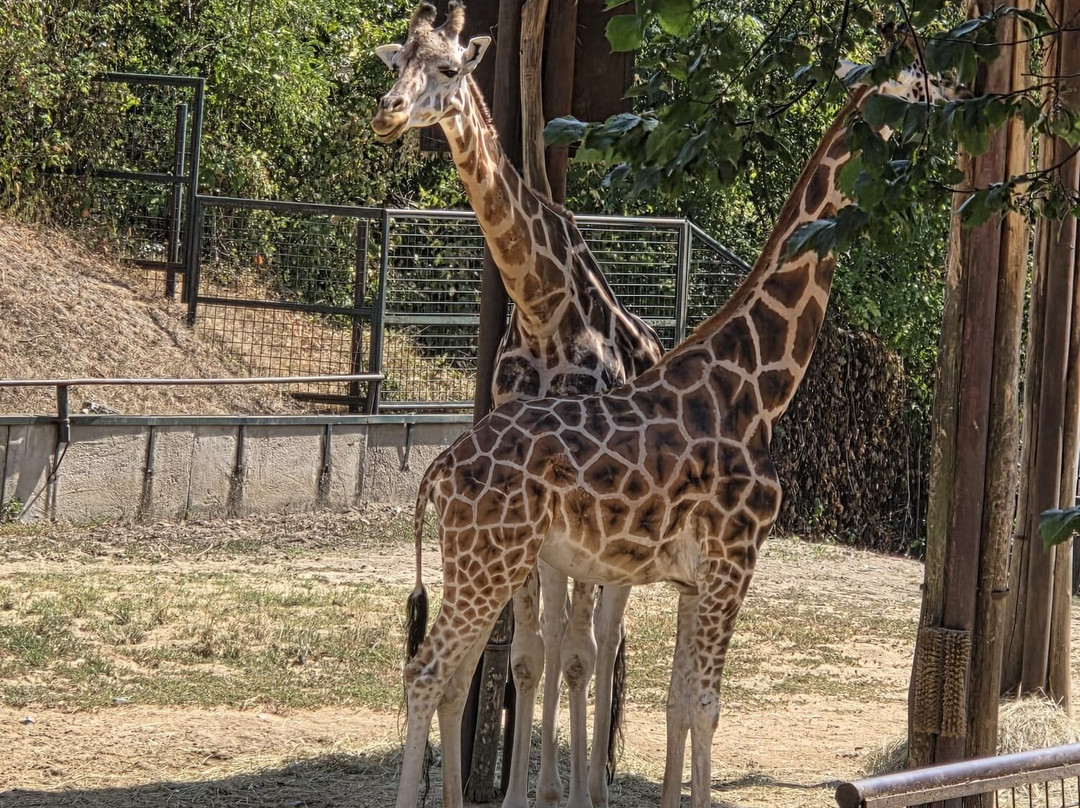 ZOO Bratislava-布拉迪斯拉发必去景点