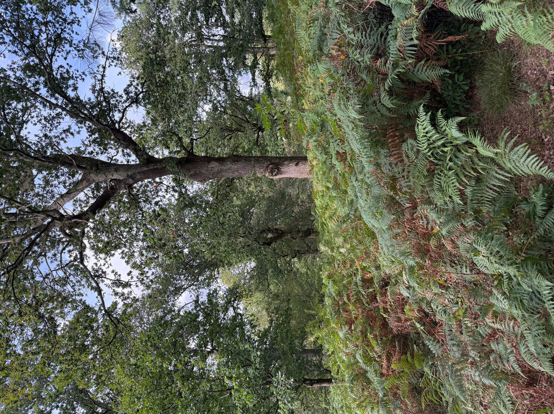 Kew Wakehurst-Haywards Heath必去景点