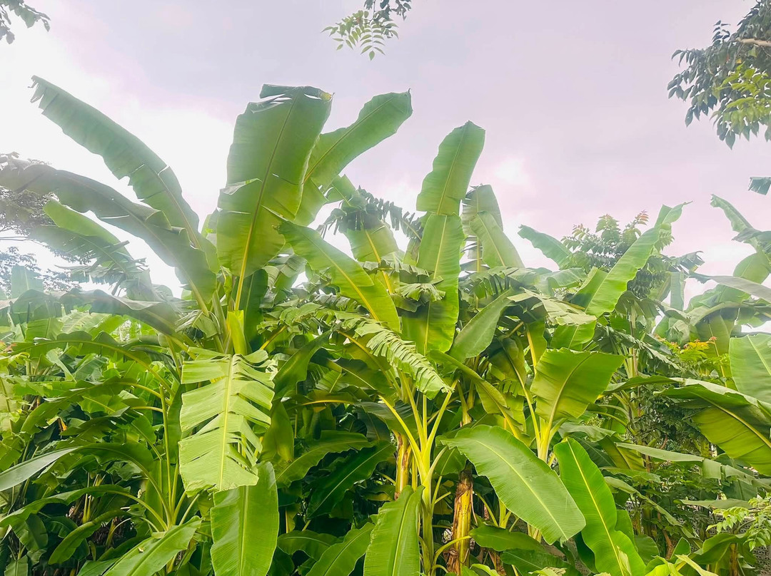 Dong Du Village Farmstay-Nghia Thuan必去景点